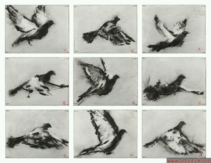 kuş bird water colour dövme modelleri dövme desenleri tattoo desing