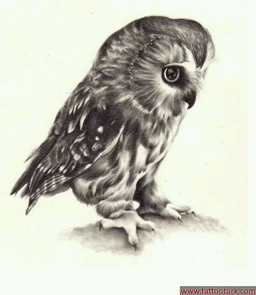 baykuş dövme  dövme modelleri desenleri