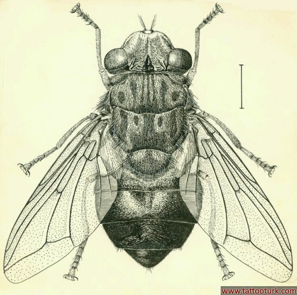 sinek böcek dövme modelleri dövme desenleri tattoo desing