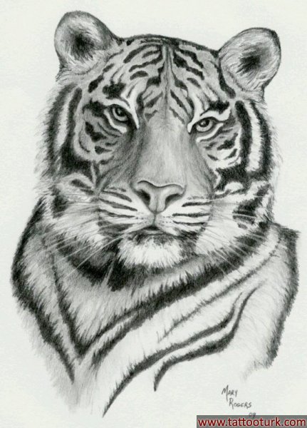 kaplan tiger dövme modelleri dövme desenleri tattoo desing