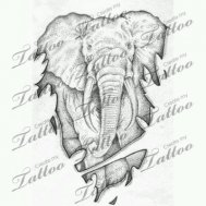 fil elphant dövme modelleri dövme desenleri tattoo desing